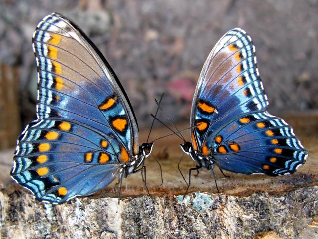 Все о бабочках в Богучаре | ЗооТом портал о животных