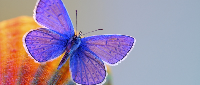 Все о бабочках в Богучаре | ЗооТом портал о животных