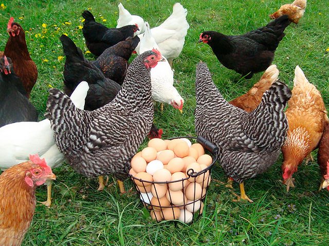 Содержание кур и уход за ними | ЗооТом - продажа, вязка и услуги для животных в Богучаре