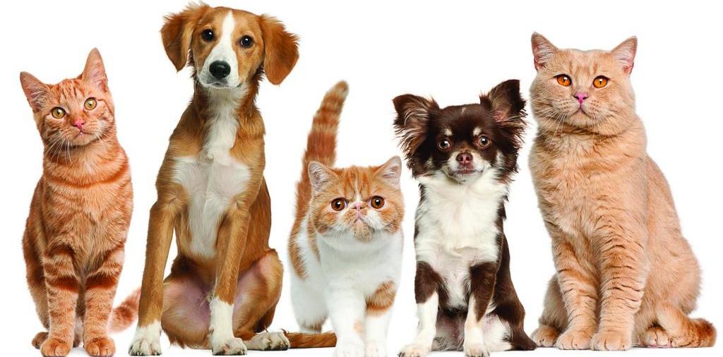 Доска объявлений о животных | ЗооТом - продажа, вязка и услуги для животных в Богучаре