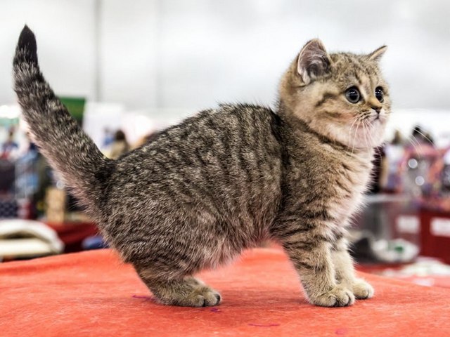 Породы кошек в Богучаре | ЗооТом портал о животных