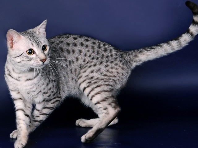 Породы кошек в Богучаре | ЗооТом портал о животных