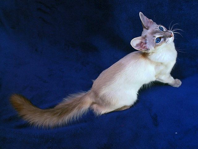 Выведенные породы кошек в Богучаре | ЗооТом портал о животных