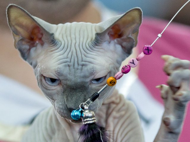 Выставки кошек в Богучаре | ЗооТом портал о животных