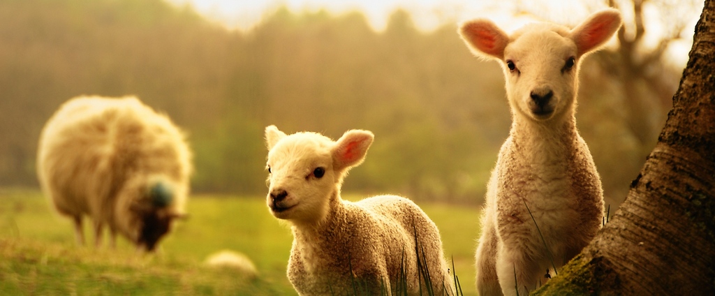 Объявления о сельскохозяйственных животных | ЗооТом - продажа, вязка и услуги для животных в Богучаре