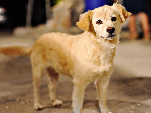 Породы собак в Богучаре | ЗооТом портал о животных