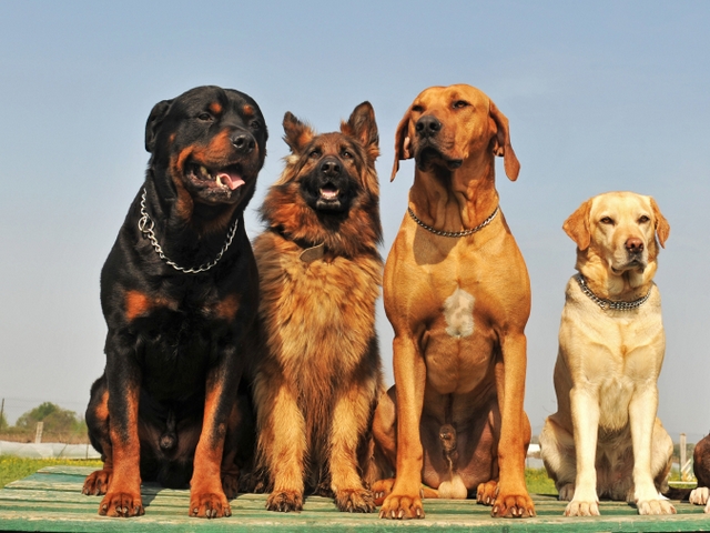 Крупные породы собак в Богучаре | ЗооТом портал о животных