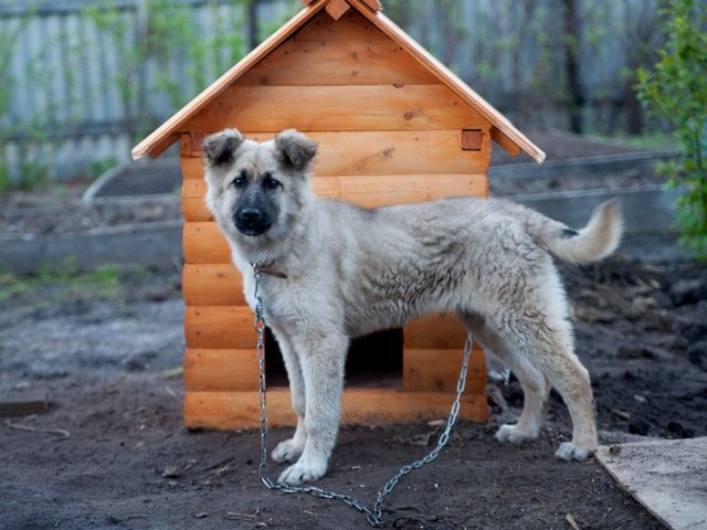 Все о собаках в Богучаре Все о собаках в Богучаре